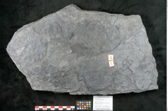 Foto (Objekt + Etikett) von Lepidodendron aculeatum St. (NHMW-GEO-2024-0188-11023)
